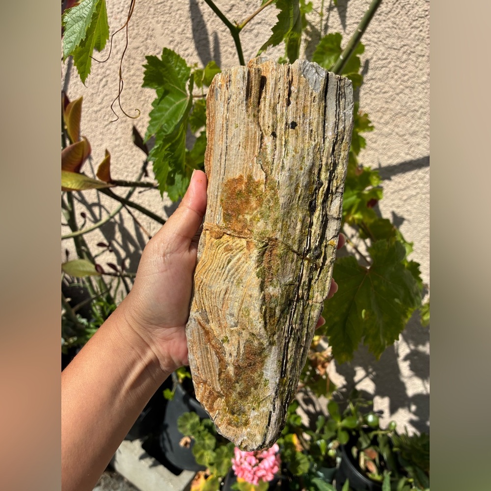 Large Rare Petrified Wood W Agate Veins Specimen Rough 4.4 Lbs - Picture 2 of 16